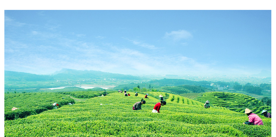 康師傅綠茶促銷員工制服設(shè)計(jì)成功案例